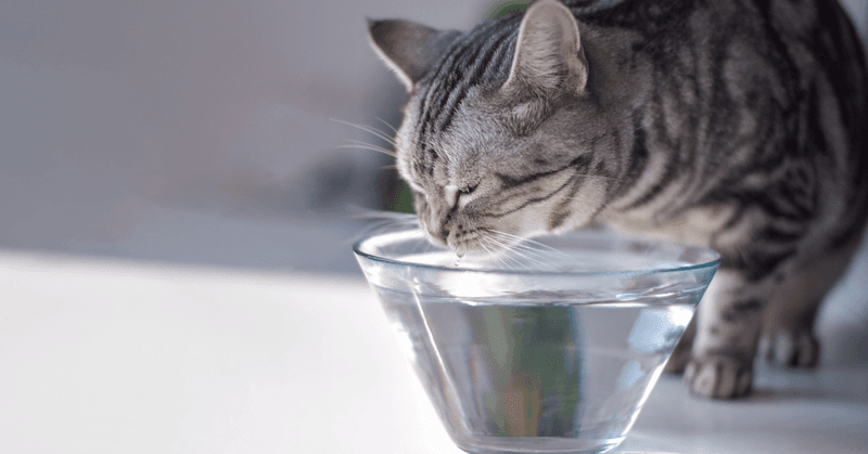 Hydration Encouragement