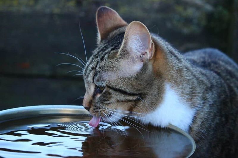 Hydration Habit