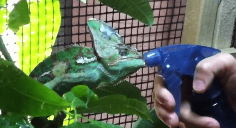 Hydration through Misting