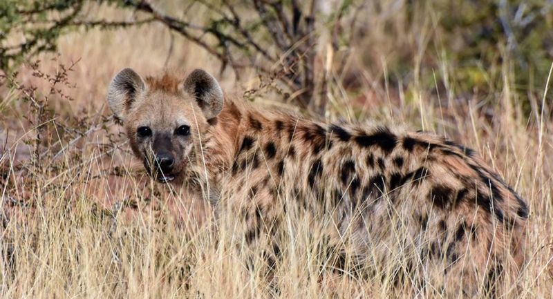 Hyena