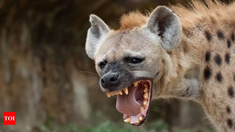 Hyena
