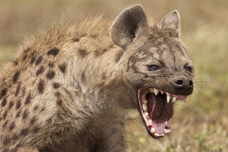 Hyena