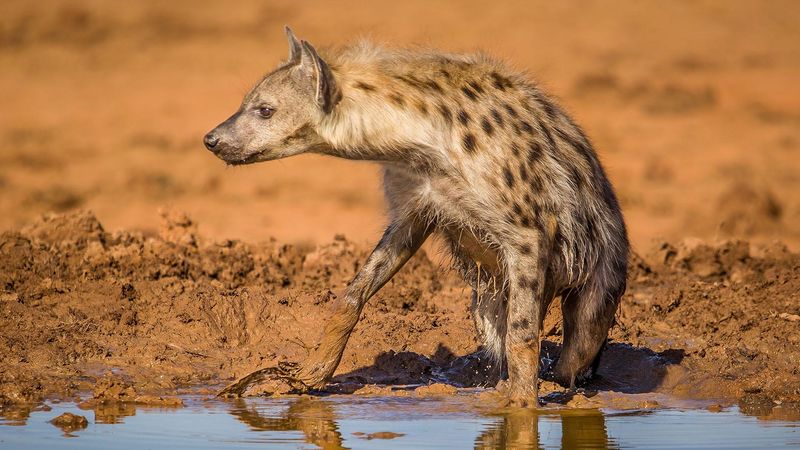 Hyena