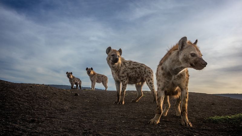 Hyena