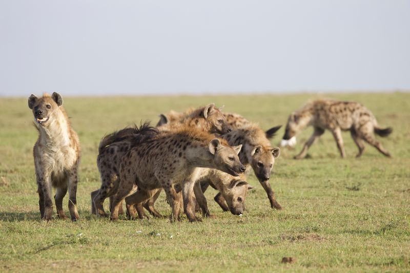 Hyena Clan Hierarchies