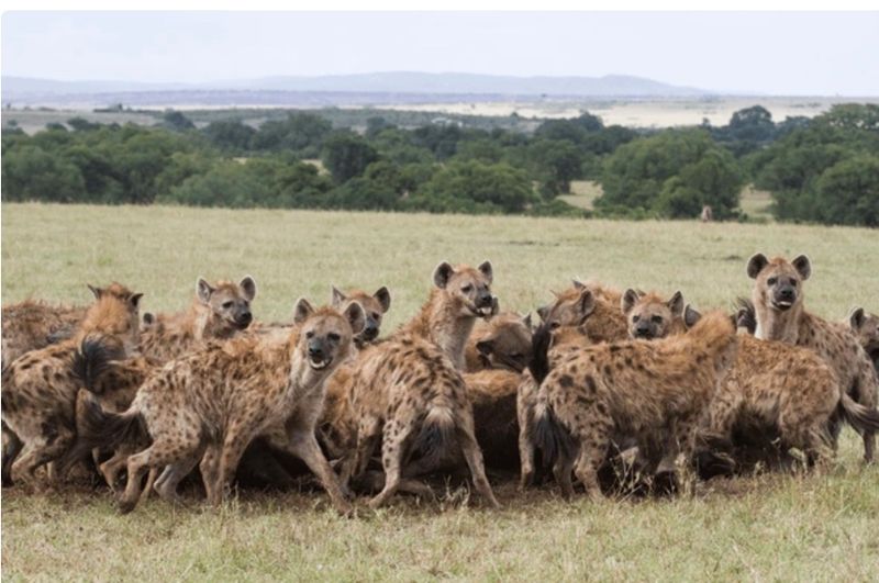 Hyena Hunting Strategies