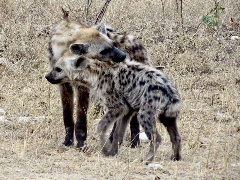 Hyena Matriarchs: The Real Leaders