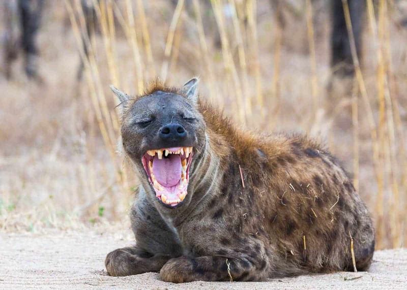 Hyena Vocalizations and Their Meanings