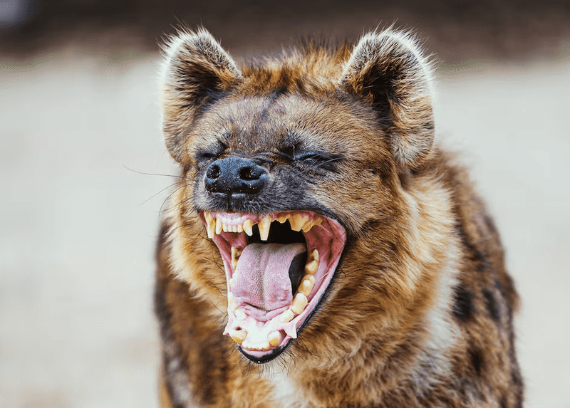 Hyena