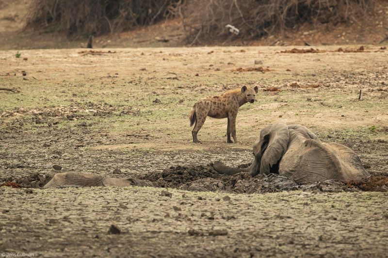 Hyenas and Other Scavengers