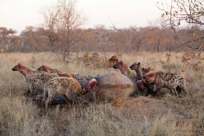 Hyenas and Other Scavengers