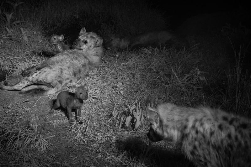 Hyenas