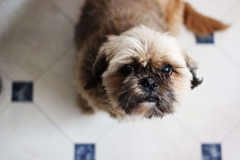 Hypoallergenic Fur