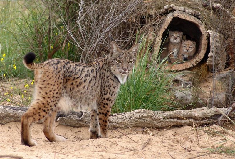 Iberian Lynx