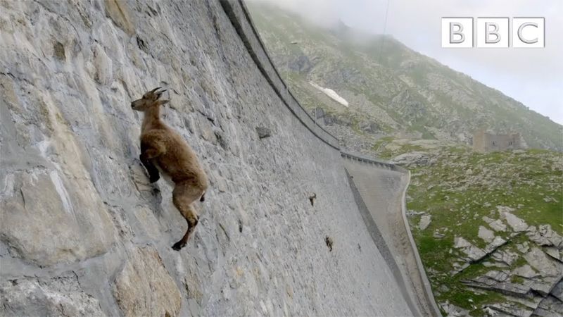 Ibex