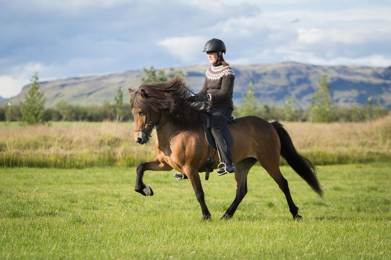 Icelandic Horse