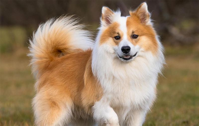 Icelandic Sheepdog