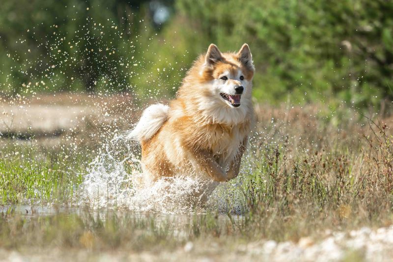 Icelandic Sheepdog