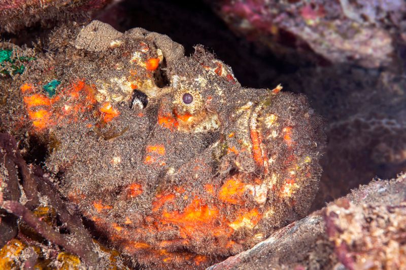 Identifying Stonefish