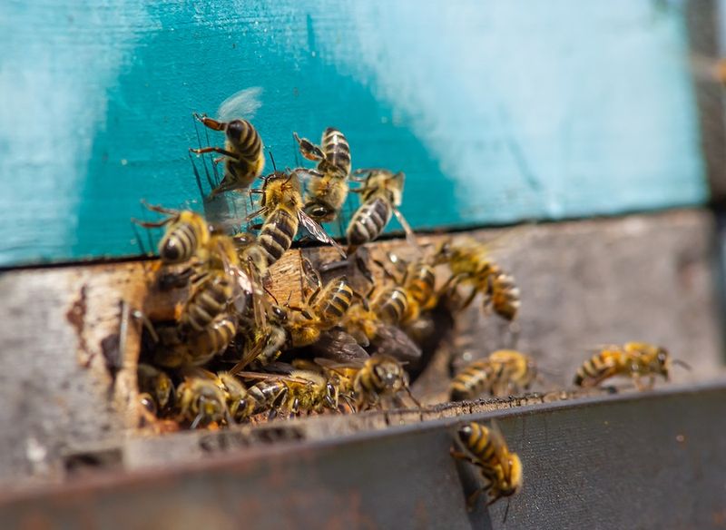Ignoring Bee Behavior Signs