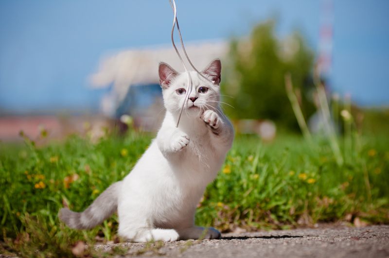 Ignoring Behavioral Training