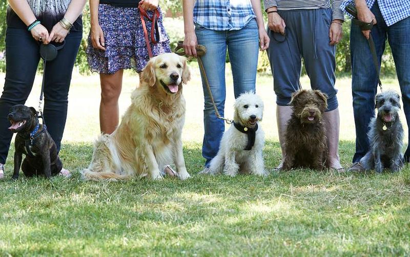 Ignoring Breed-Specific Needs