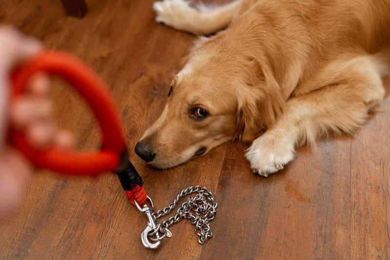 Ignoring Commands or Training