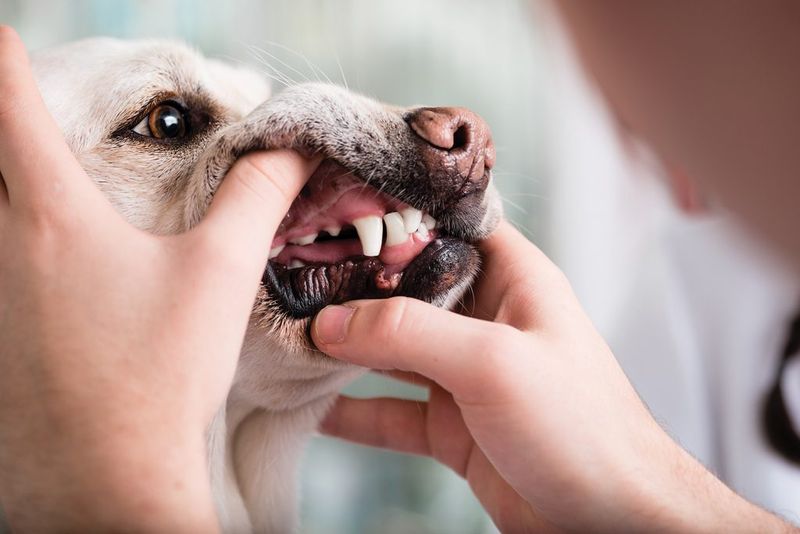 Ignoring Dental Care