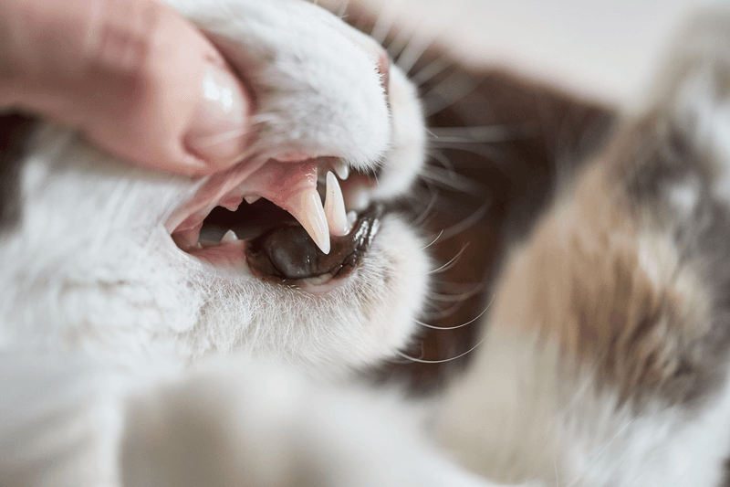 Ignoring Dental Care
