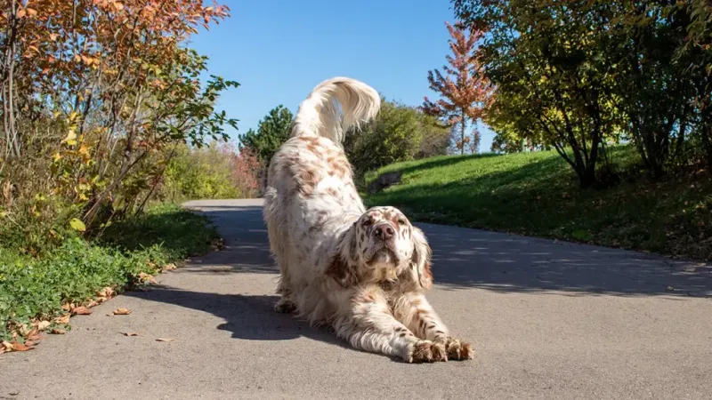 Ignoring Dog's Discomfort