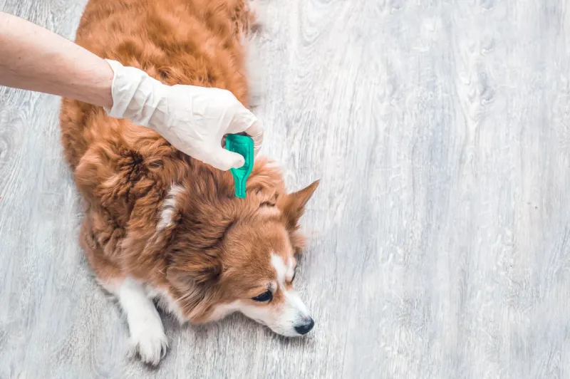 Ignoring Flea and Tick Prevention