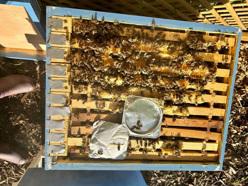 Ignoring Hive Hygiene