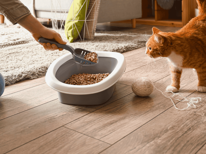 Ignoring Litter Box Maintenance