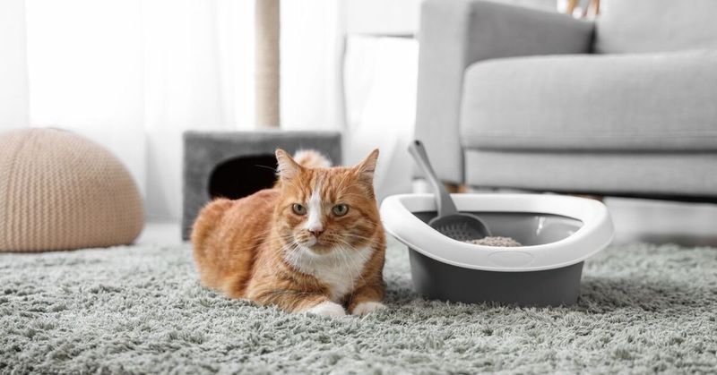 Ignoring Litter Box