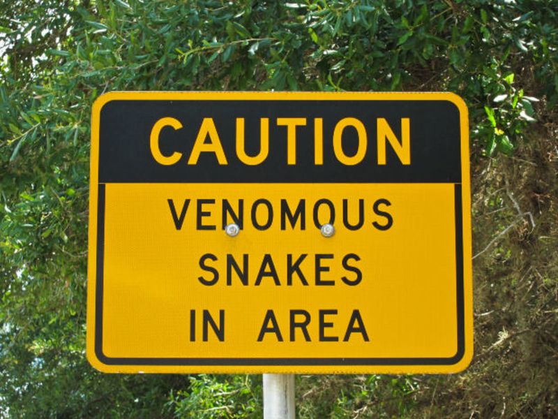 Ignoring Local Snake Warnings and Advice