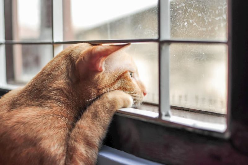 Ignoring Socialization
