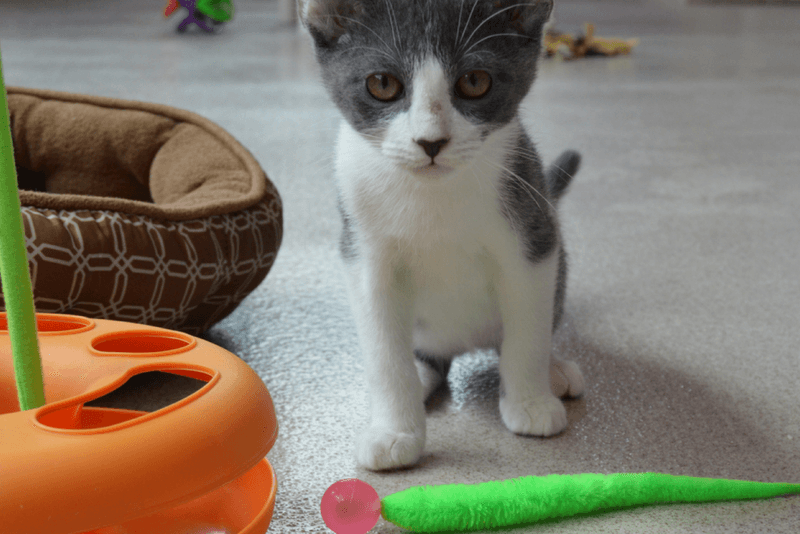Ignoring Toys