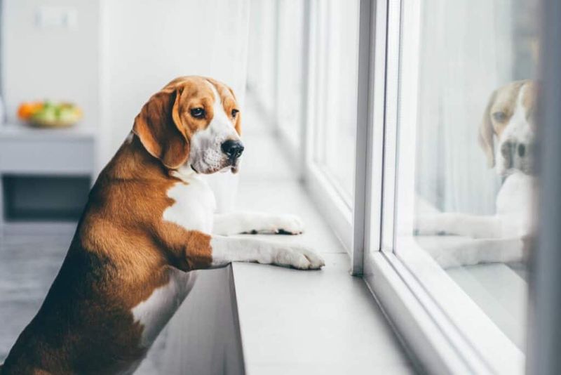 Ignoring Training and Socialization