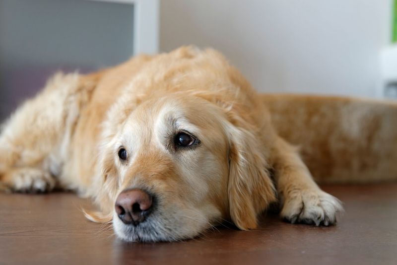 Ignoring Your Dog
