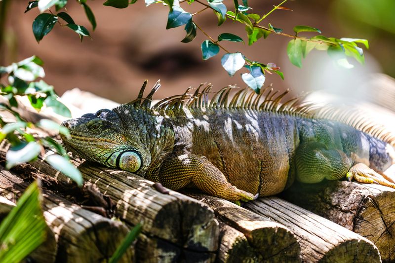 Iguana