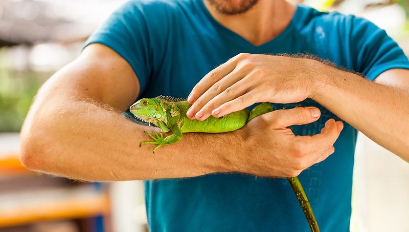 Iguana