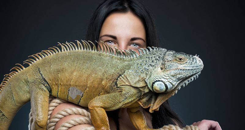 Iguanas: The Green Giants