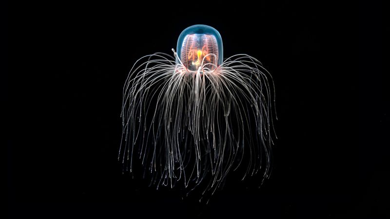 Immortal Jellyfish
