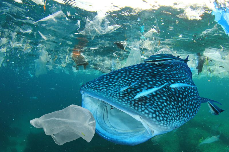 Impact of Pollution on Whales