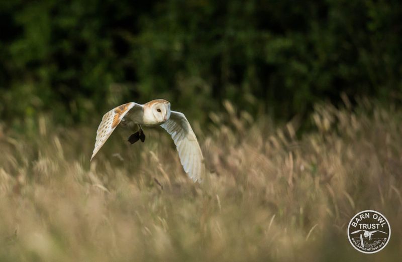 Impact on Ecosystems