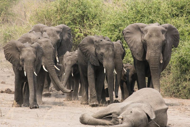 Impact on Elephant Herds