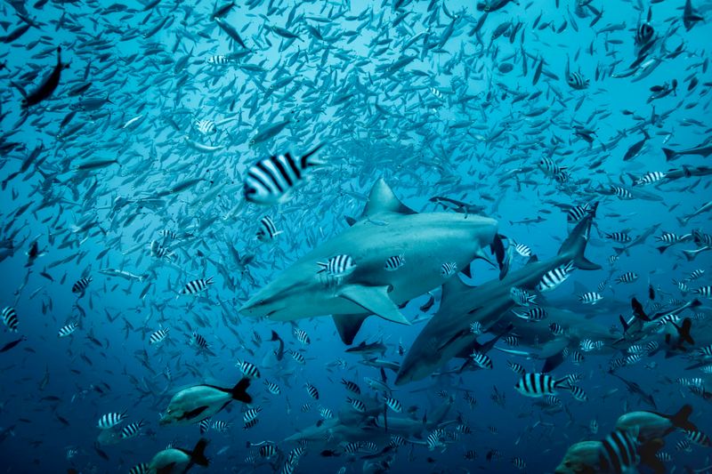 Impact on Local Ecosystems
