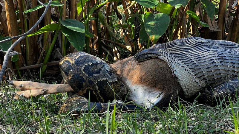 Impact on Native Species