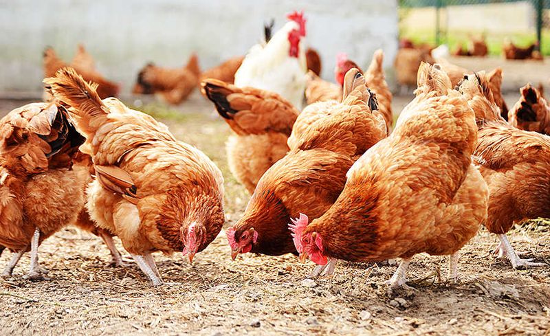 Impact on Small Farmers
