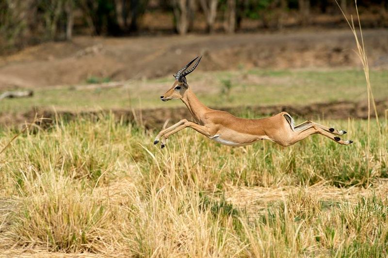 Impala
